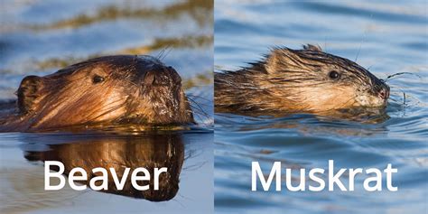 Beavers Vs Muskrats .